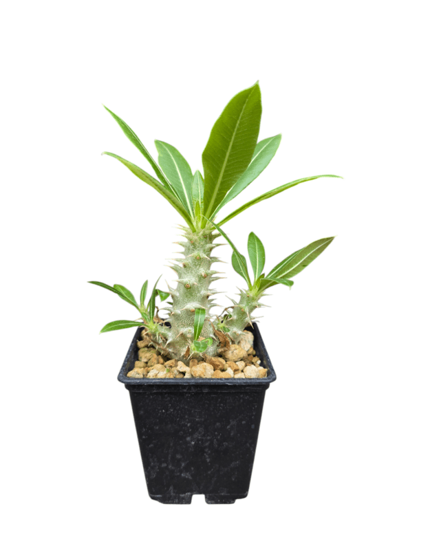 Pachypodium rosulatum