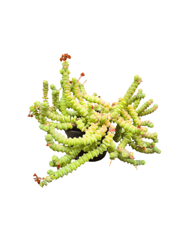 Crassula marnieriana