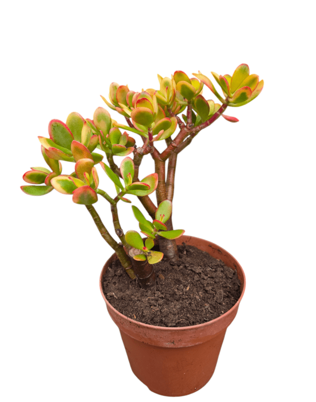 Crassula ovata sunset nr.1