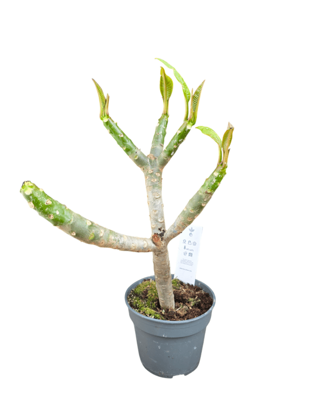 Plumeria rub hawaii 2