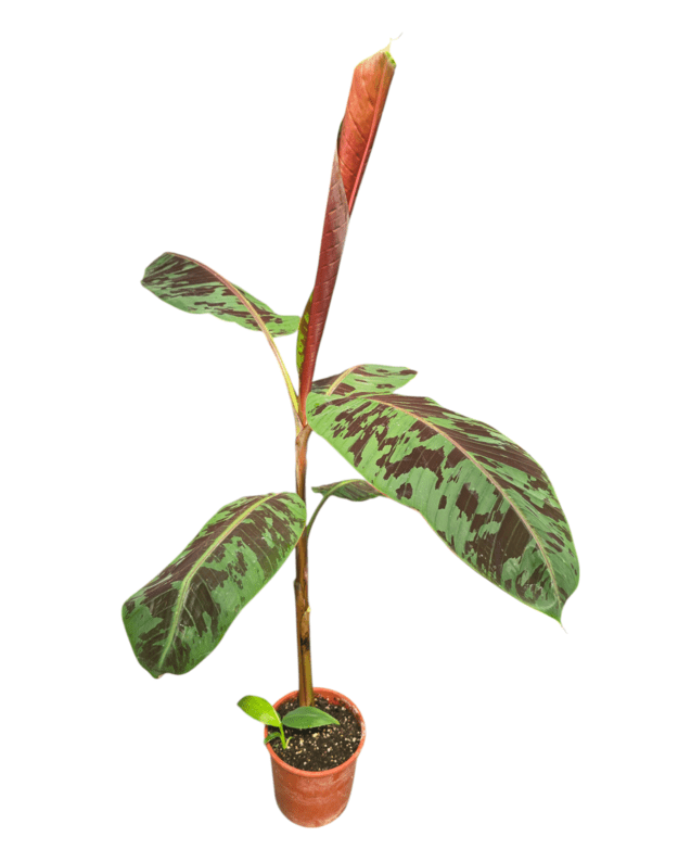 Musa acuminata zebrina 1