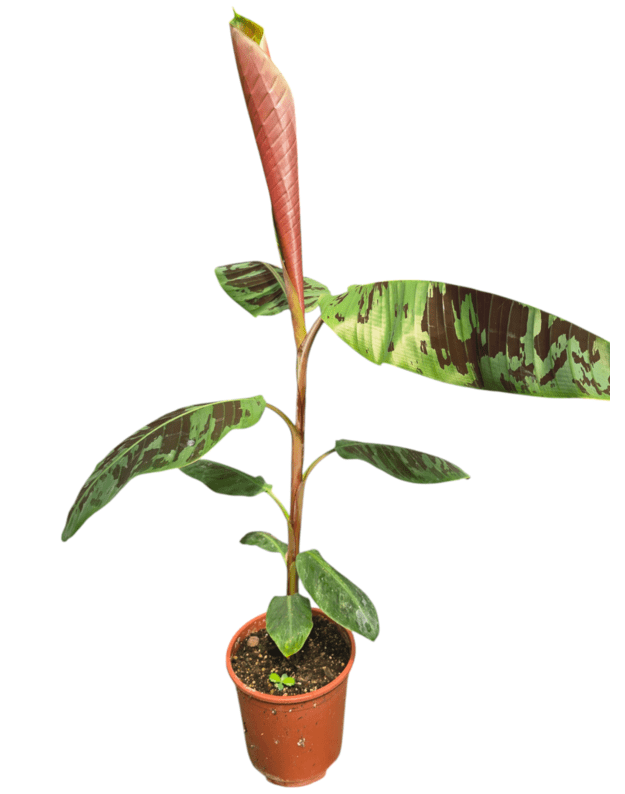 Musa acuminata zebrina