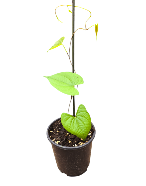 Dioscorea bulbifera