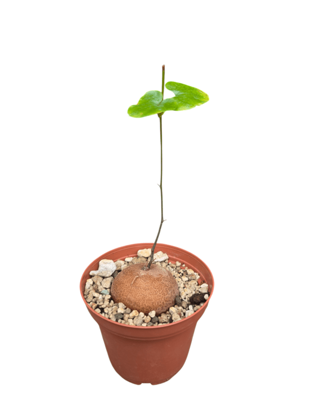 Dioscorea elephantipes