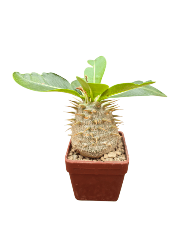 Pachypodium densiflorum