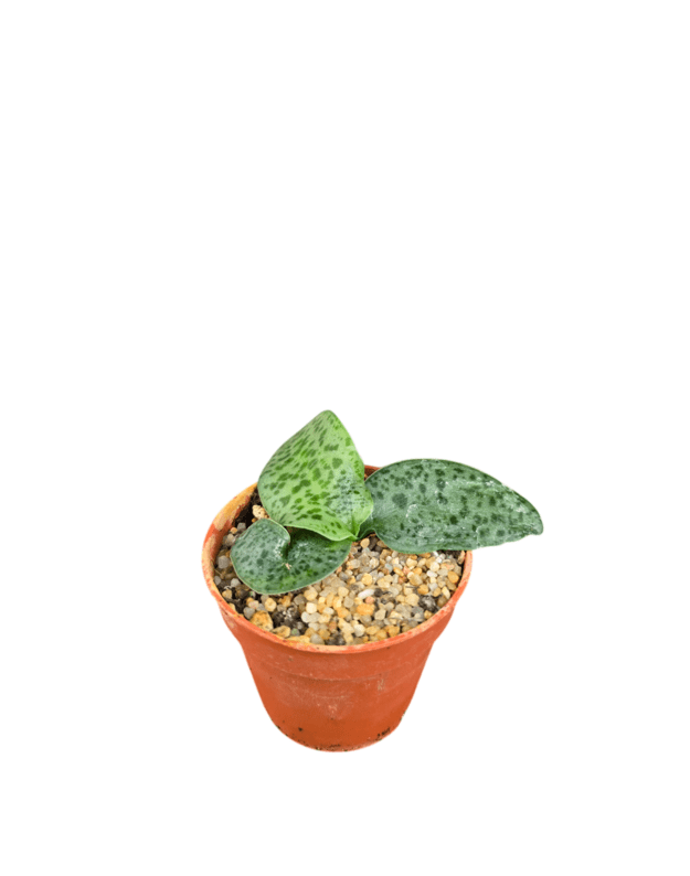 Drimiopsis botryoides