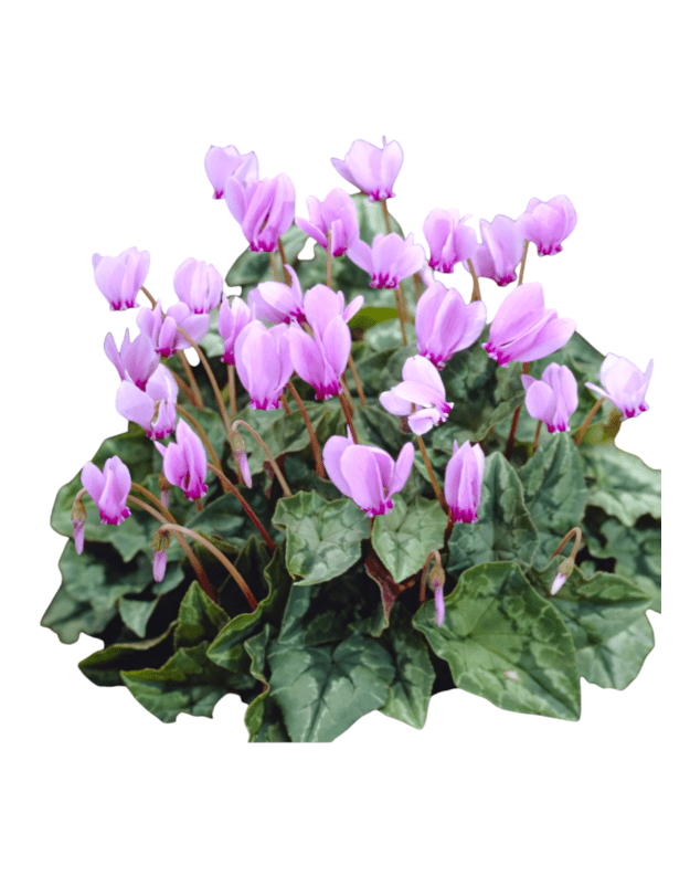 Cyclamen hederifolium