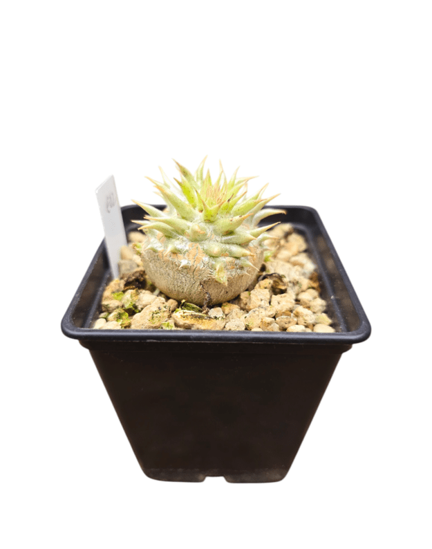Pachypodium eburneum