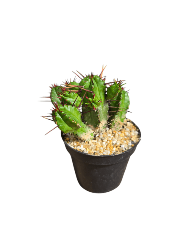 Euphorbia enopla