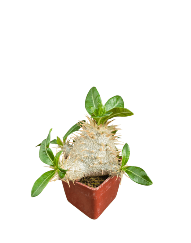 Pachypodium eburneum