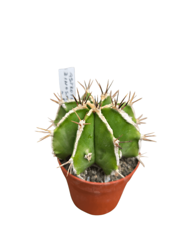 Astrophytum ornatum dinosaur