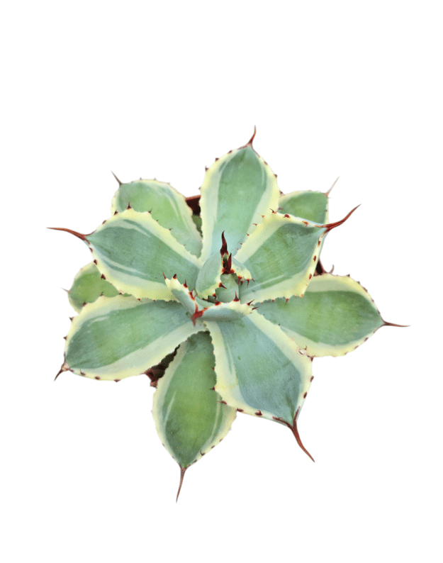 Agave potatorum marginata