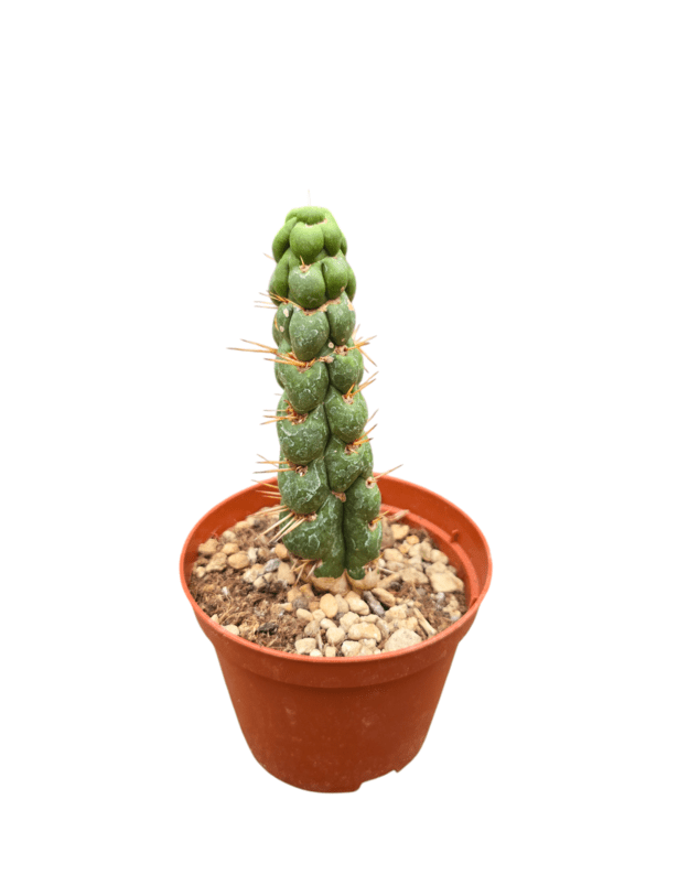Eulychnia Castanea cv. Varispiralis