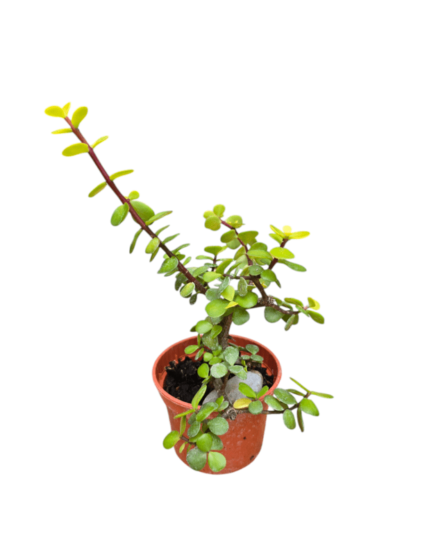 Portulacaria afra lemon 1