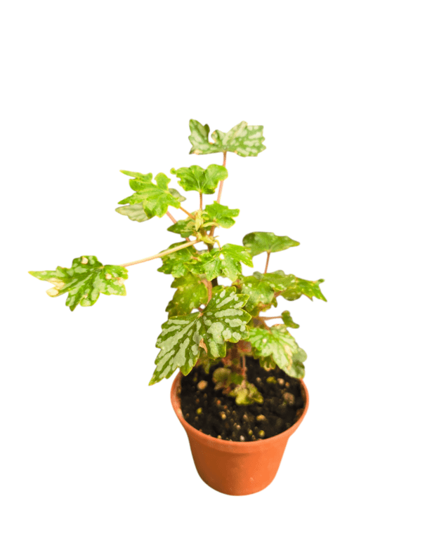 Begonia dregei glasgow