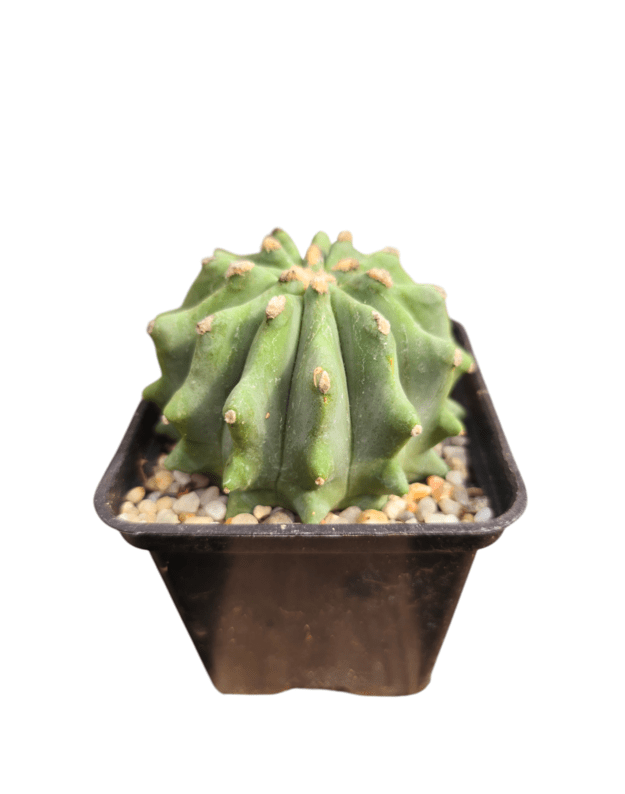 Ferocactus glaucescens inermis