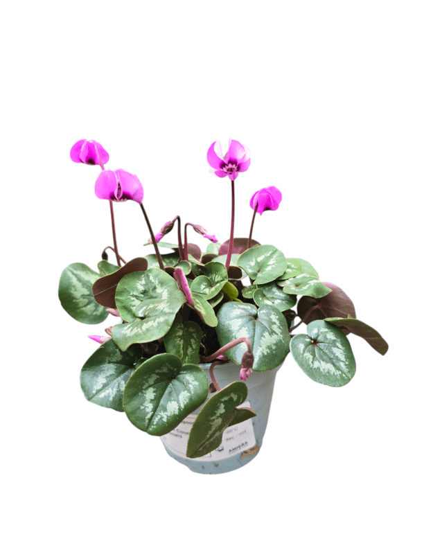 Cyclamen coum 