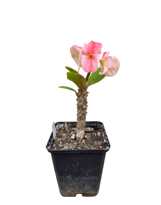 Euphorbia millii green apple