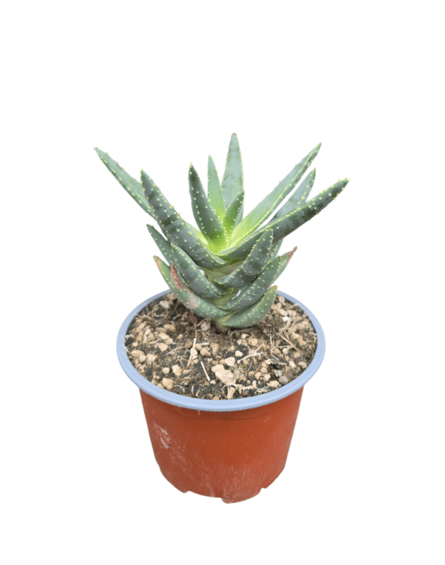 Aloe dichotoma