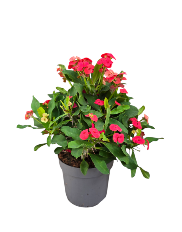 Euphorbia millii (raudona)