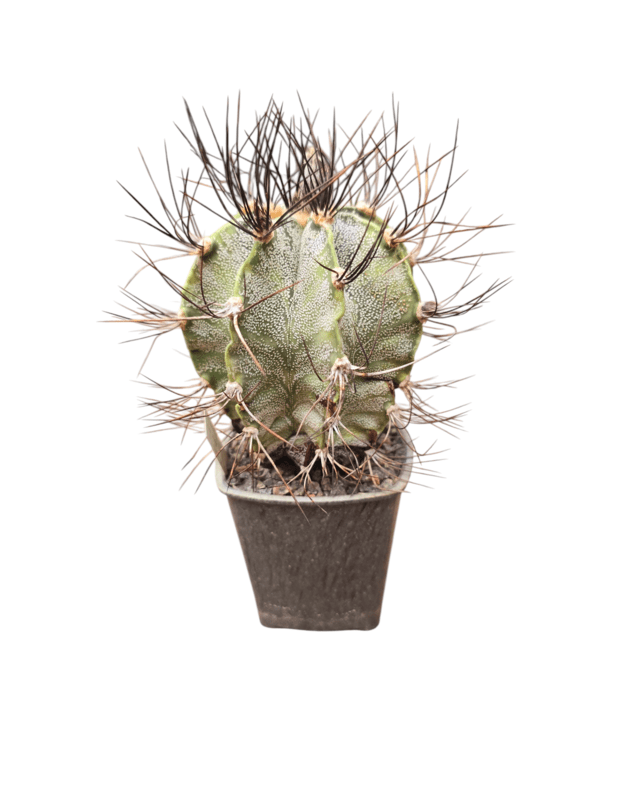 Astrophytum capricorne