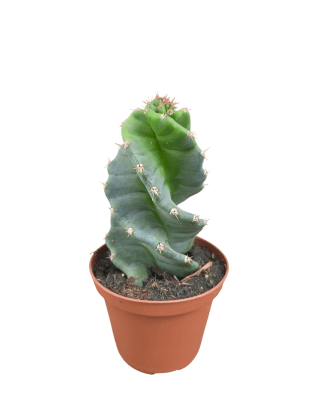 Cereus peruvianus tortuosus