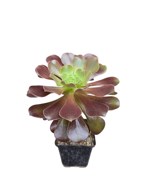 Aeonium velour