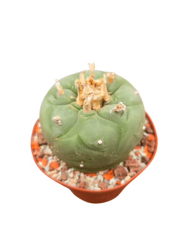 Lophophora difusa