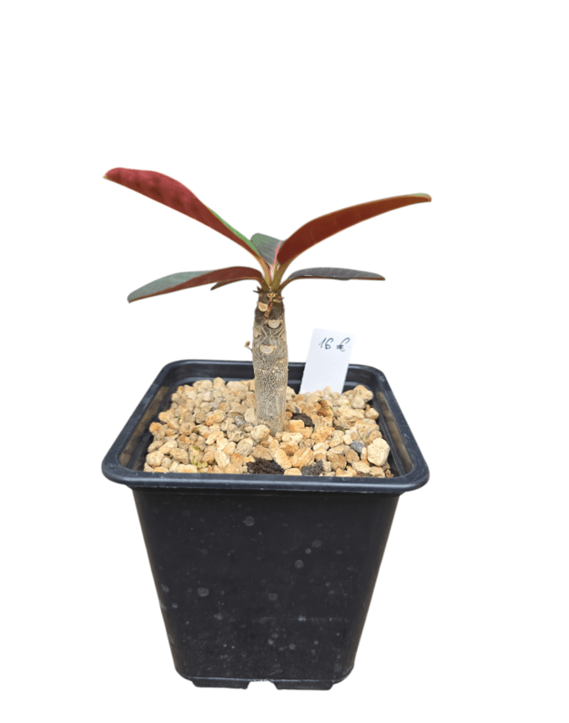 Euphorbia millotii