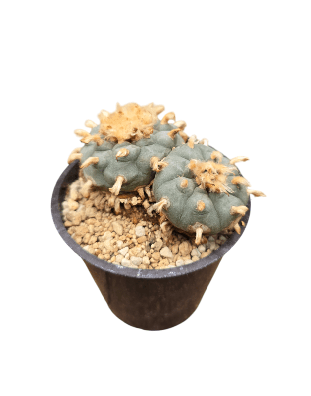 Lophophora williamsii