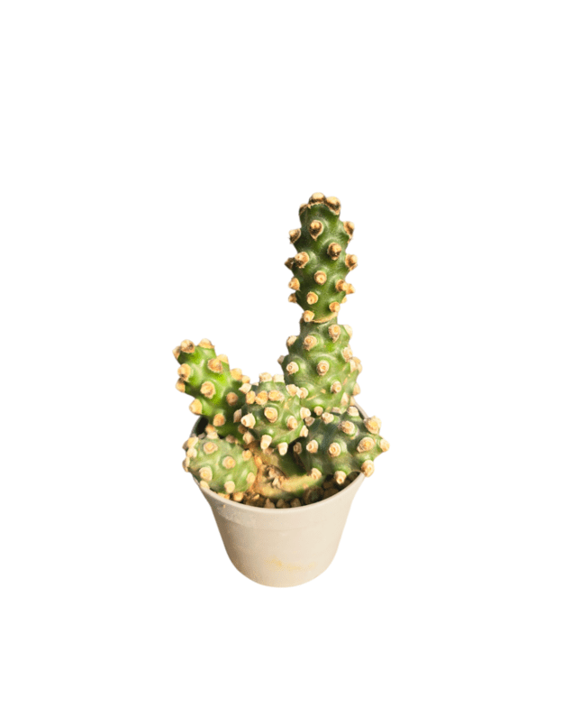Tephrocactus molinensis