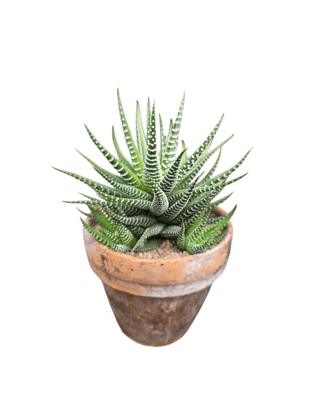 Haworthia fasciata white variegata