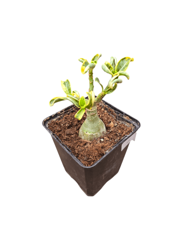 Adenium obesum BB-21