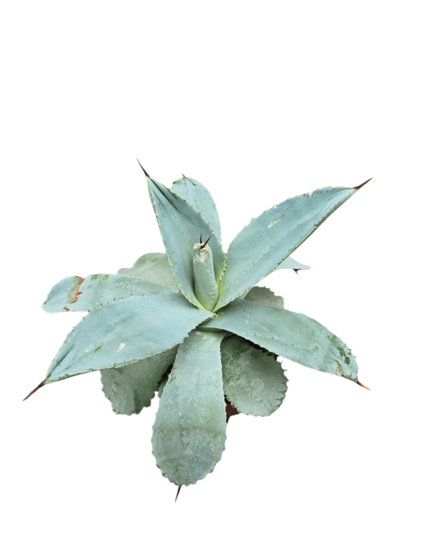 Agave pygmae cv. dragon toes