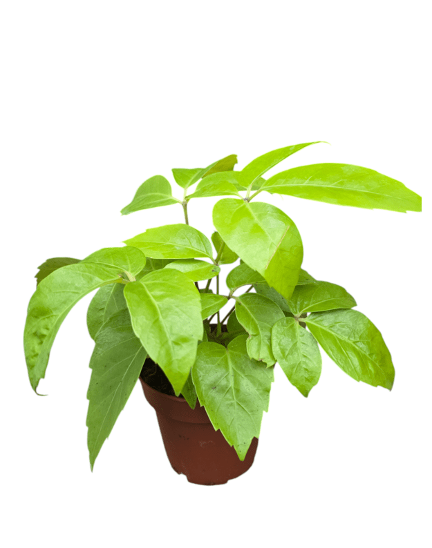 Schefflera actinophylla golden amate