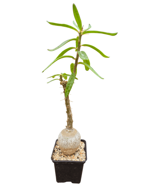 Pachypodium succulentum