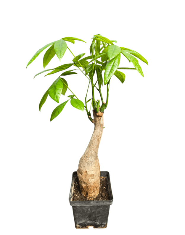 Pachira aquatica
