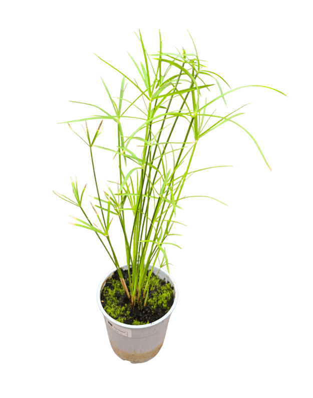 Cyperus alternifolius mini
