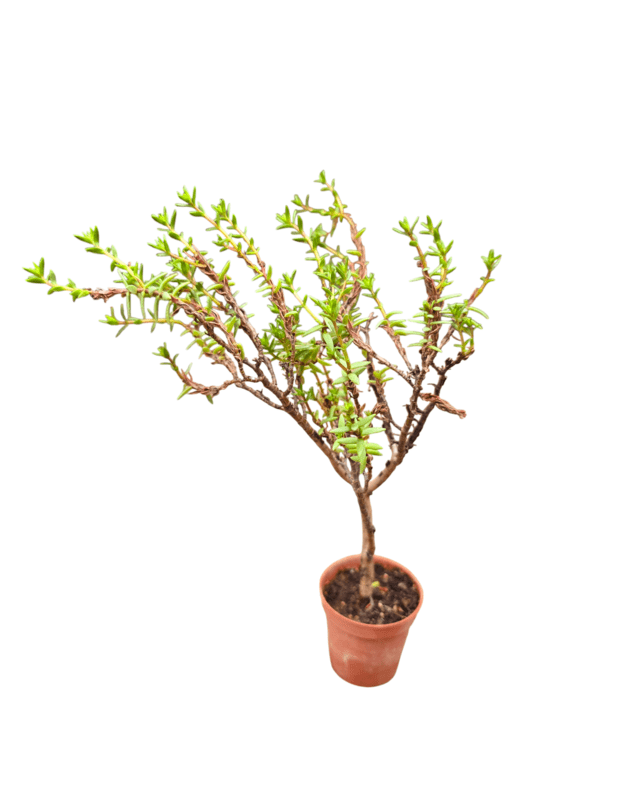 Crassula sarcocaulis