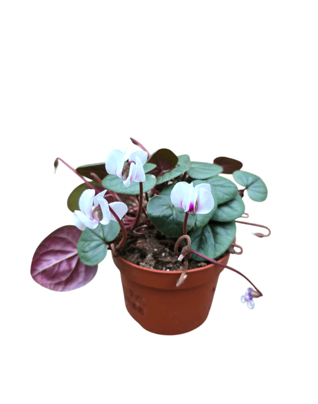 Cyclamen coum (baltas)