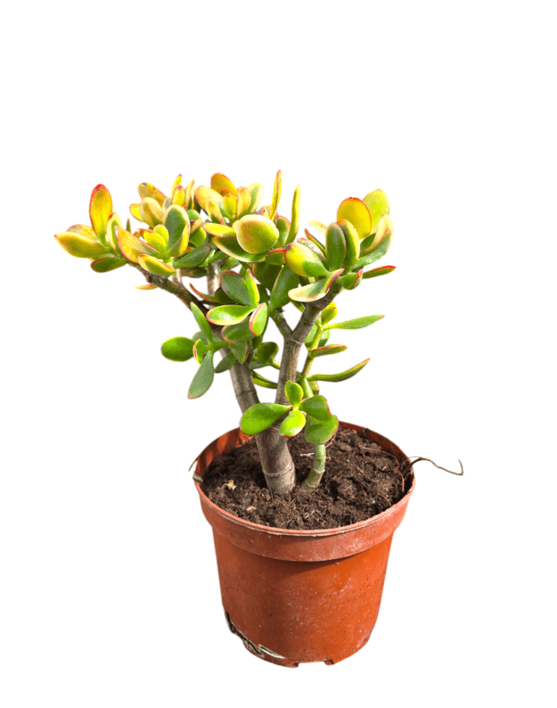 Crassula ovata sunset