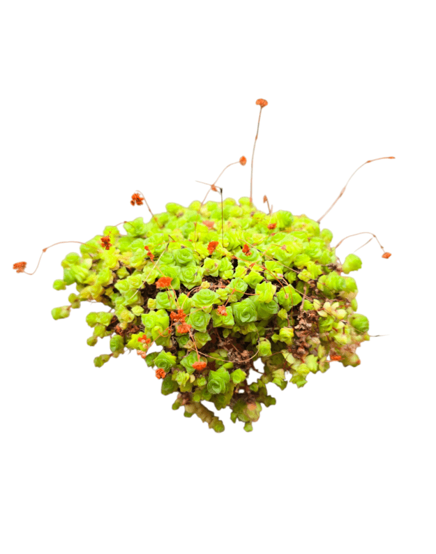 Crassula socialis