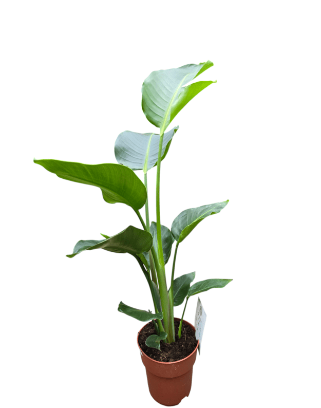 Strelitzia nicolai