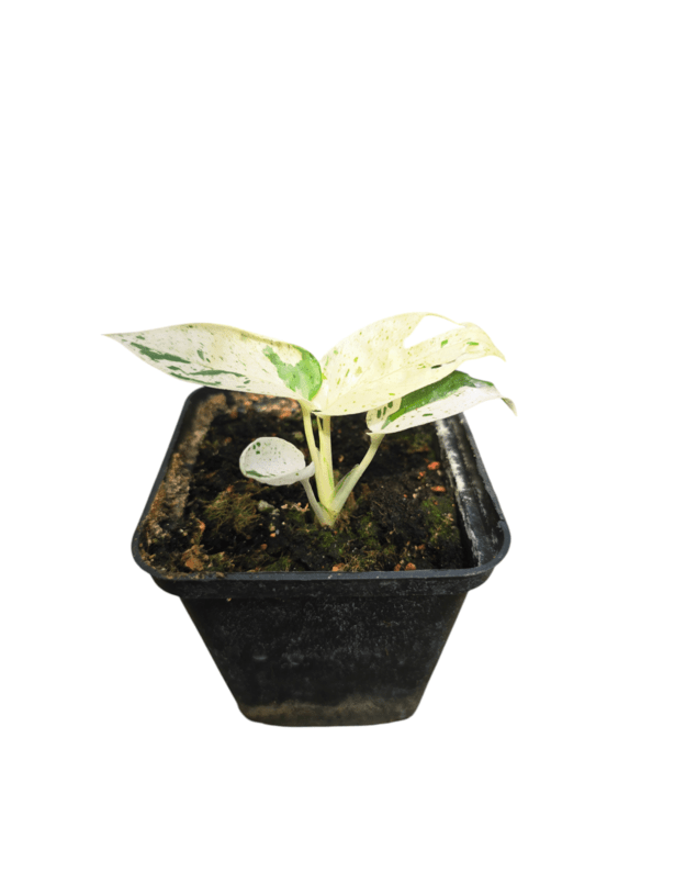 Epipremnum pinnatum variegata
