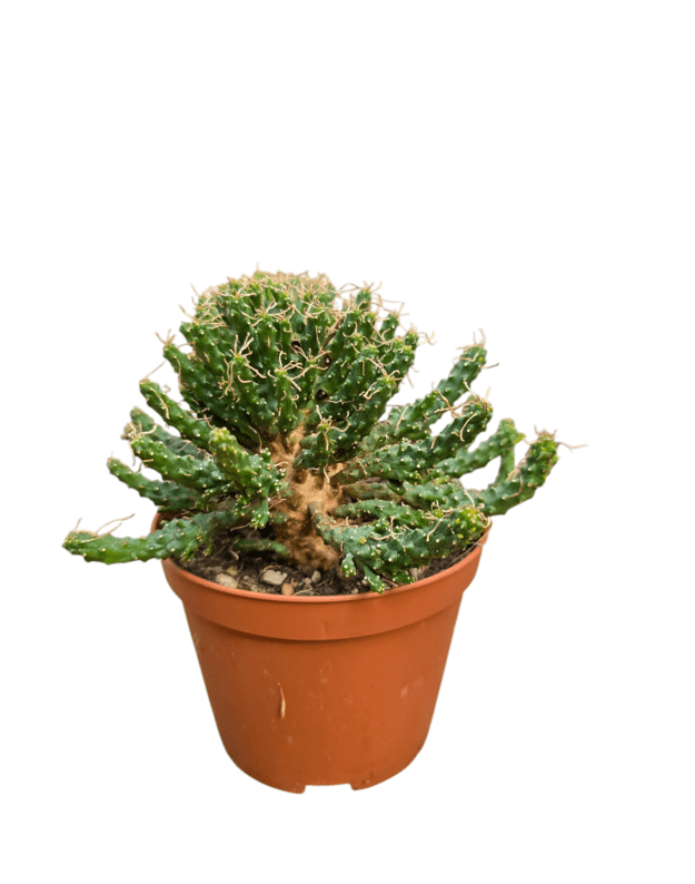 Euphorbia inermis compactum