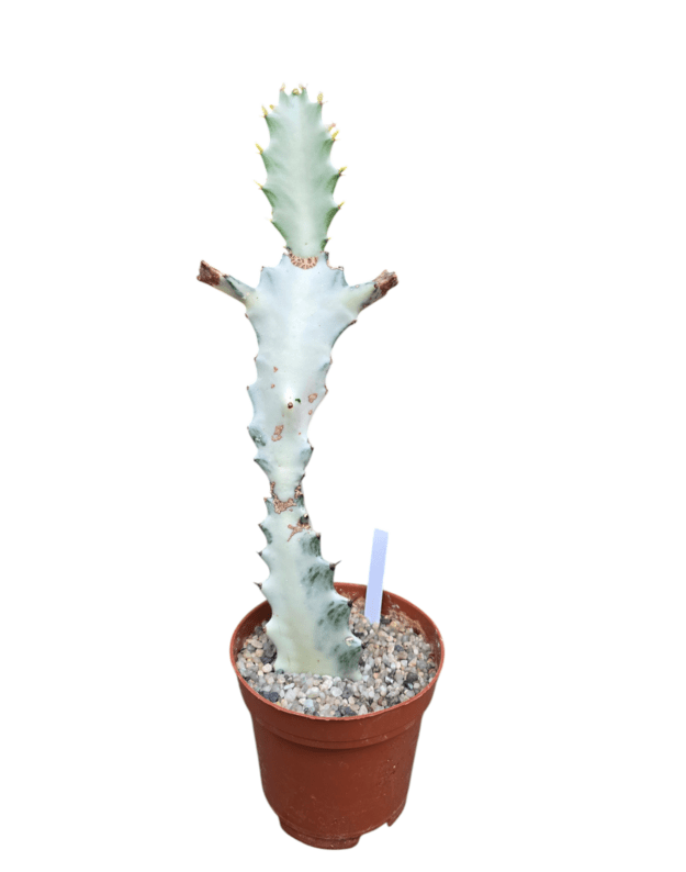 Euphorbia lactea white ghost
