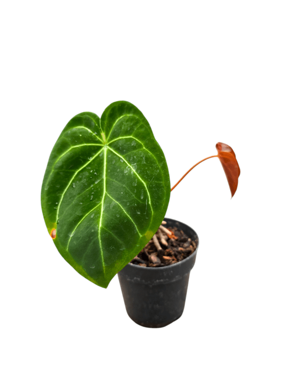Anthurium sp.