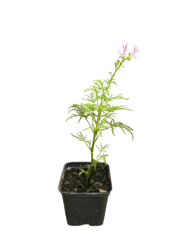Pelargonium filicifolium