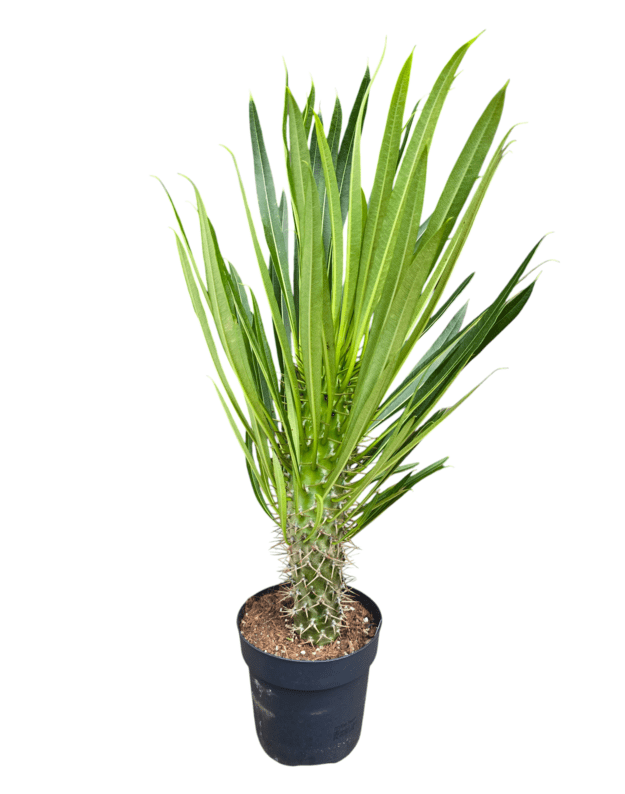 Pachypodium lamerei 
