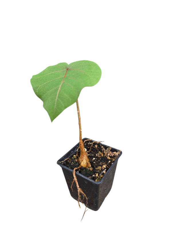 Ficus petiolaris